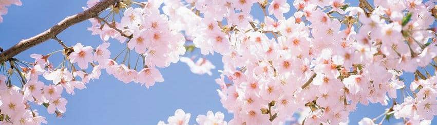 Bannière de CherryBlossomManga